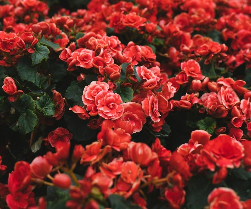 closeup photo of red petaled flower field